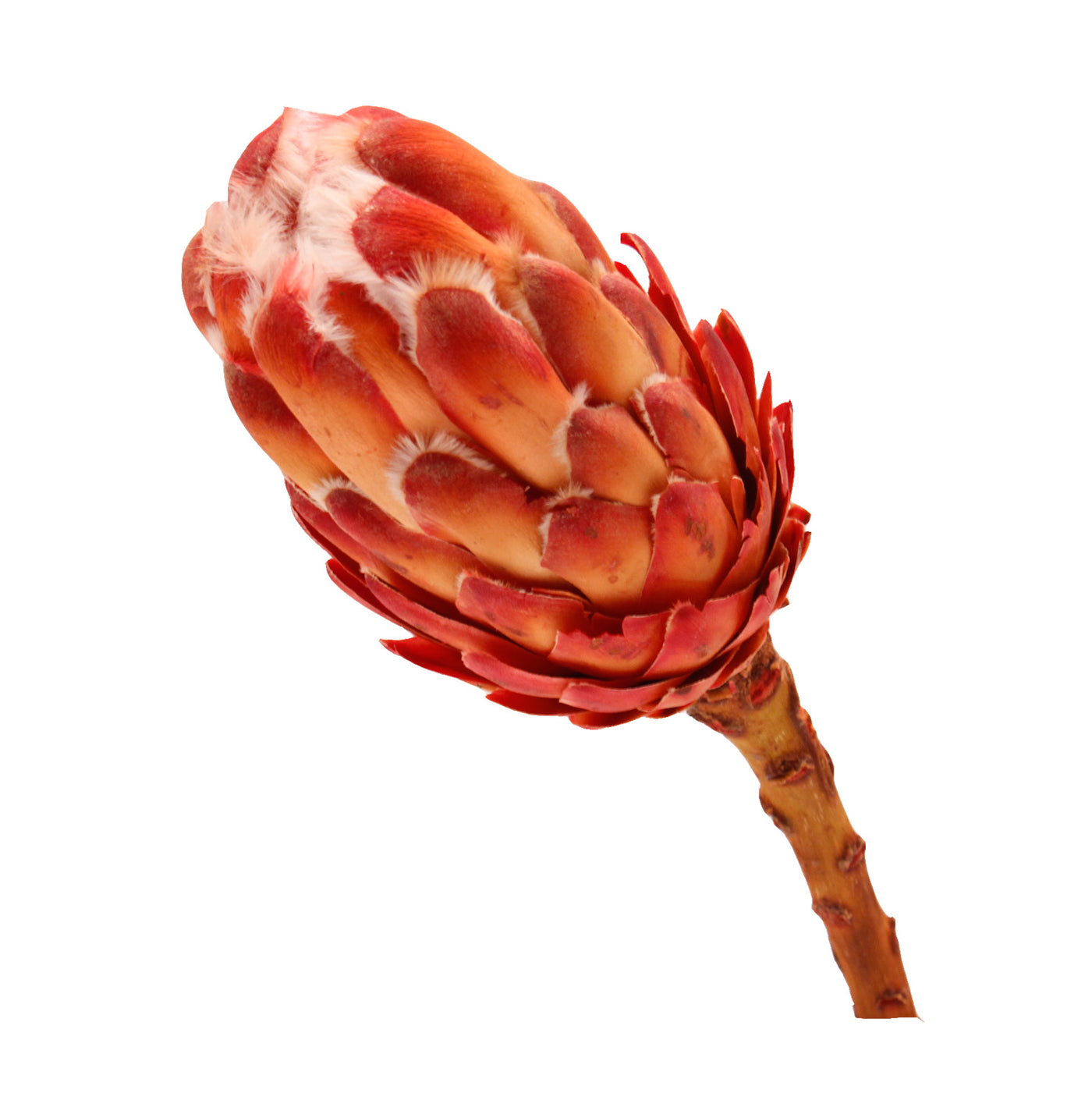 Protea Grandiceps konserviert