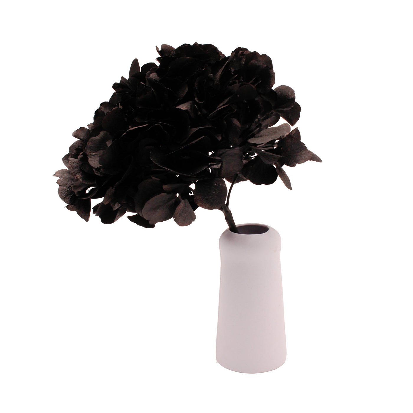 Hortensie Black - Large