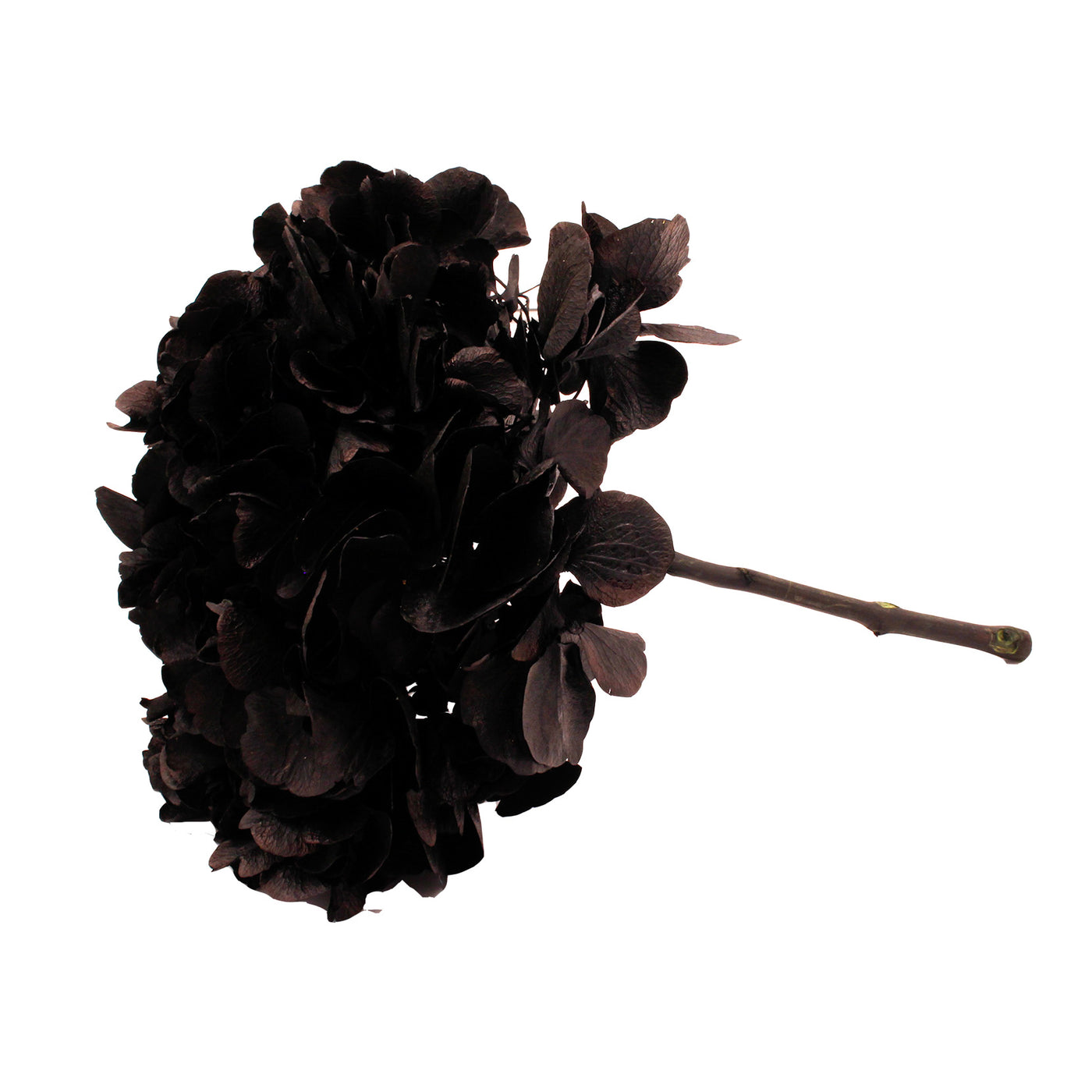 Hortensie Black - Large