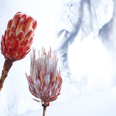 Protea Grandiceps konserviert